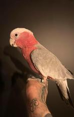 Extreem tamme jonge rose kaketoe incl garantie, Dieren en Toebehoren, Papegaai, Geringd