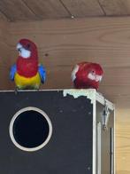 Koppel Rosella’s, Dieren en Toebehoren, Vogels | Parkieten en Papegaaien, Meerdere dieren, Parkiet
