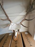 Herten schedel - Met Certificaat, Zo goed als nieuw, Info@homefriesland.nl, Kelvinstraat 6 8912BA, Home Friesland