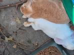 2 hangoor konijnen, koppeltje! Gecastreerd en gesteriliseerd, Dieren en Toebehoren, Konijnen, Meerdere dieren, Hangoor