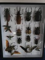 Insectenverzameling met Reusachtige Kevers, Verzamelen, Ophalen of Verzenden, Beeldje of Figuurtje
