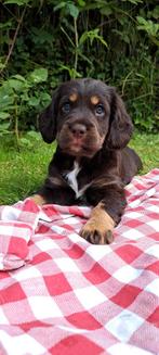 Friese stabij x Engelse cockerspaniel pups, Dieren en Toebehoren, Overige rassen, 8 tot 15 weken, CDV (hondenziekte), Meerdere