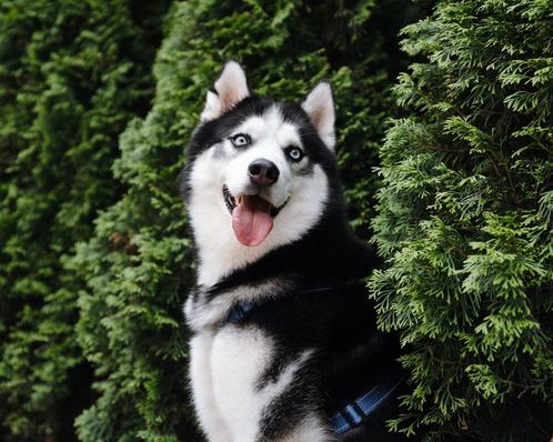 Sky  is op zoek naar zijn eigen familie, Dieren en Toebehoren, Honden | Poolhonden, Keeshonden en Oertypen, Reu, Poolhond, Particulier