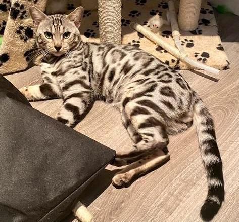 Zilver bengaal kater, Dieren en Toebehoren, Katten en Kittens | Dekkaters, 3 tot 5 jaar