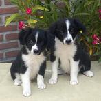 Prachtige FRIESE STABIJ x BORDER COLLIE pups, Dieren en Toebehoren, Nederland, CDV (hondenziekte), 8 tot 15 weken, Meerdere