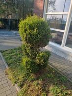 Bolboom - Sierlijke Tuinboom, Tuin en Terras, Planten | Bomen, Bloeit niet, 100 tot 250 cm, Ophalen, Volle zon