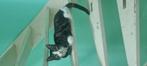 Cypers/Noorse boskat 15 jaar oud zoekt een gouden mandje, Dieren en Toebehoren, Kater