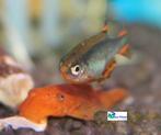 Ancistrus "Super Red", Dieren en Toebehoren, Vis, Zoetwatervis