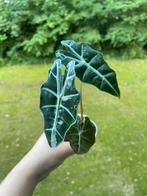 Alocasia Polly Variegata, 4 knollen, Ophalen of Verzenden, Overige soorten, Minder dan 100 cm
