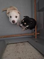 Puppy's husky mix stafford, Dieren en Toebehoren, Honden | Poolhonden, Keeshonden en Oertypen, 8 tot 15 weken, Poolhond, Meerdere