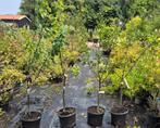 Pruimenbomen in soorten., Ophalen, In pot, Pruimenboom, Halfschaduw