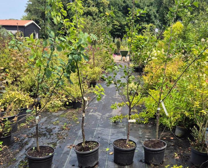 Pruimenbomen in soorten., Tuin en Terras, Planten | Fruitbomen, Pruimenboom, 100 tot 250 cm, Halfschaduw, Zomer, In pot, Ophalen