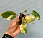 Philodendron Burl Marx Variegated, Huis en Inrichting, Kamerplanten, Overige soorten, In pot, Minder dan 100 cm, Groene kamerplant