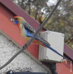 Adelaide rosella, Meerdere dieren, Parkiet