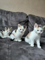 kittens te koop, Dieren en Toebehoren, Katten en Kittens | Raskatten | Korthaar, Kater
