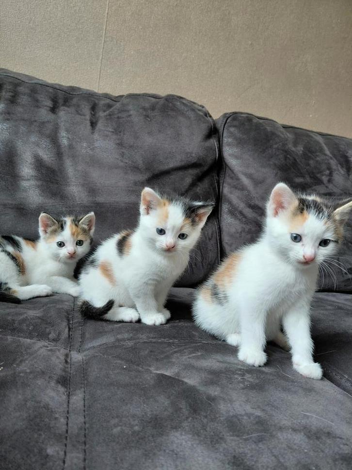 kittens te koop, Dieren en Toebehoren, Katten en Kittens | Raskatten | Korthaar, Kater