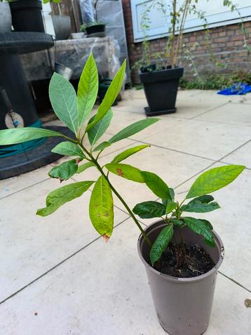 2Avocado kamerplant - Zelf kweken! beschikbaar voor biedingen