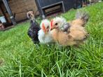 Cochin kuikens haantjes, Dieren en Toebehoren, Pluimvee, Mannelijk, Kip