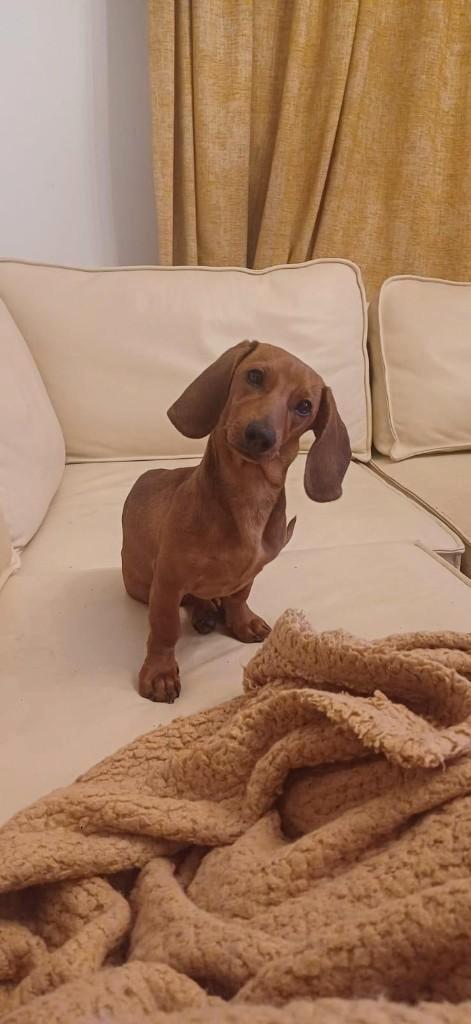 Teckel (puppy) Betty ter adoptie, Dieren en Toebehoren, Honden | Teckels en Dashonden, Teef, Korthaar, Standaard, Particulier