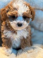 Echte mini Maltipoo pups! Super vrolijke en gezonde pups., CDV (hondenziekte), Meerdere, 8 tot 15 weken, Meerdere dieren