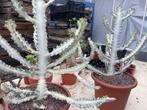 Cactus Euphorbia Lactea White Ghost potmaat 30cm, Minder dan 100 cm, Groene kamerplant, Halfschaduw, Ophalen of Verzenden