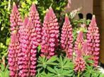 Uit de biologische moestuin: Lupine, roze, zaden, Ophalen of Verzenden, Gehele jaar, Halfschaduw, Zaad