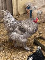 Brahma haan ziver patrijs, Dieren en Toebehoren, Mannelijk, Kip