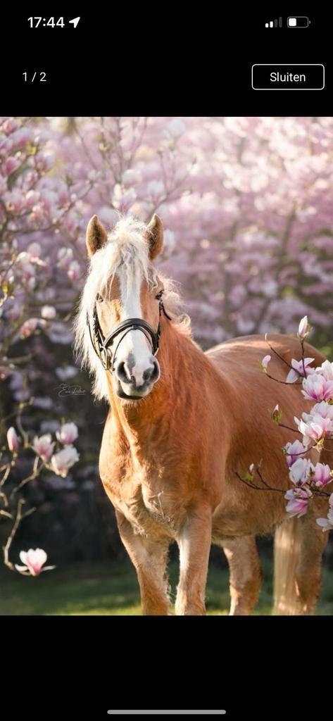 Gezocht! Leaser, Dieren en Toebehoren, Paarden en Pony's | Overige Paardenspullen, Ophalen