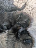 Geboren 30 april 🥰🥰🥰, Dieren en Toebehoren, Honden | Herdershonden en Veedrijvers, CDV (hondenziekte), 8 tot 15 weken, Meerdere