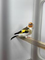 Majoor putters, Dieren en Toebehoren, Meerdere dieren, Wildzangvogel, Geringd