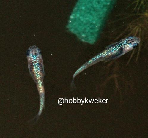 Medaka myazakura eitjes, Dieren en Toebehoren, Vissen | Aquariumvissen, Vis