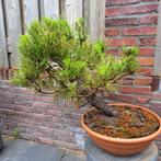 Pinus thunbergii pre bonsai, Tuin en Terras, Planten | Bomen, Ophalen, Volle zon, Overige soorten, Minder dan 100 cm