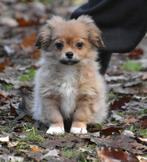 Topgezonde  Boomers, jongen en een meid., Nederland, Overige rassen, CDV (hondenziekte), 8 tot 15 weken