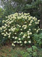 Pluimhortensia (Hydrangea paniculata) - 2m hoog, Vaste plant, Halfschaduw, Zomer, Ophalen