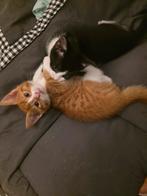 Kittens, Dieren en Toebehoren, Katten en Kittens | Overige Katten, Kater