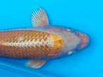 Koi karper., Dieren en Toebehoren, Karper of Koi