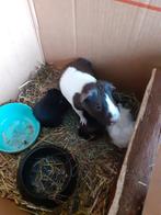 Baby cavia's, Dieren en Toebehoren, Knaagdieren, Cavia, November, Meerdere dieren, Tam