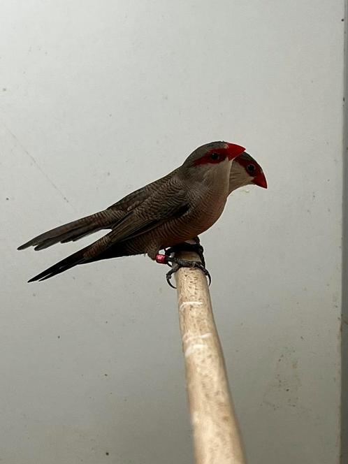 Sint Helena Fazantjes, Dieren en Toebehoren, Vogels | Overige Vogels, Tropenvogel, Meerdere dieren, Geringd