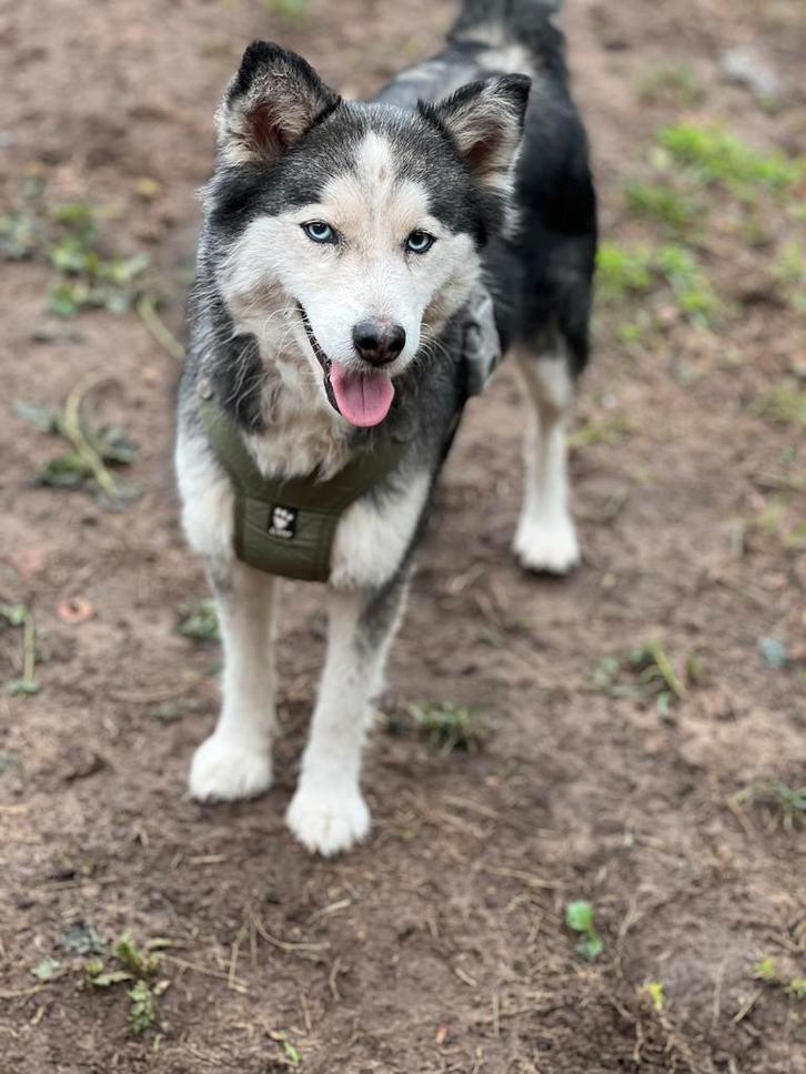 Pomsky teefje Shiva, Dieren en Toebehoren, Honden | Niet-rashonden, Klein, Teef, Particulier, Eén hond, Nederland, 1 tot 2 jaar