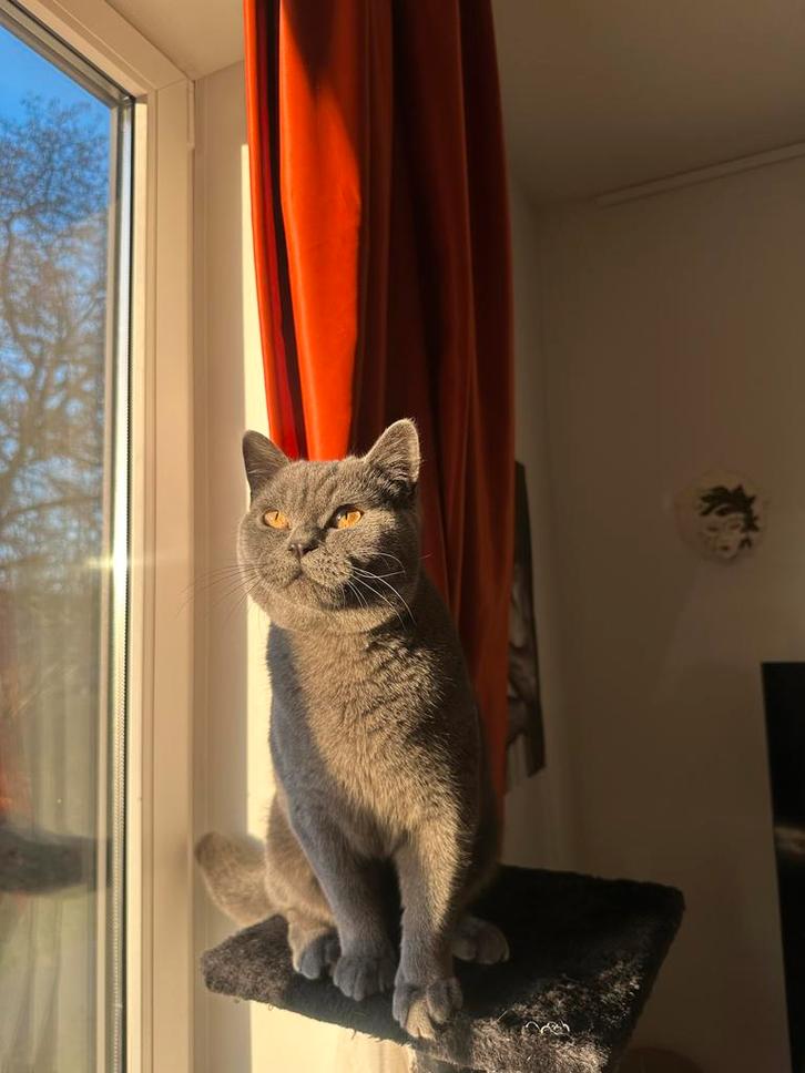 British Shorthair kater beschikbaar voor dekking – €50, Dieren en Toebehoren, Katten en Kittens | Overige Katten, Kortharig, Kater