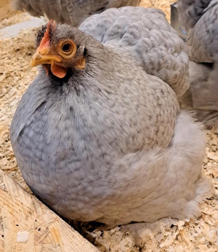 Broedeieren aangeboden Cochin kippen, Dieren en Toebehoren, Pluimvee, Kip, Geslacht onbekend