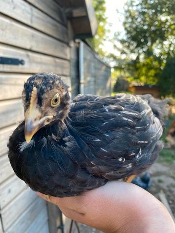 3 hennen zilver Barnevelder beschikbaar voor biedingen