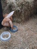 2 franse hangoor x vlaamse reus broertjes, Dieren en Toebehoren, Konijnen, Mannelijk, Groot, Hangoor