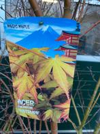 Japanse esdoorn katsura, Ophalen, Volle zon, Overige soorten