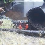 Vampierkrab - Geosesarma sp, Dieren en Toebehoren, Reptielen en Amfibieën, Overige soorten, Tam, 0 tot 2 jaar