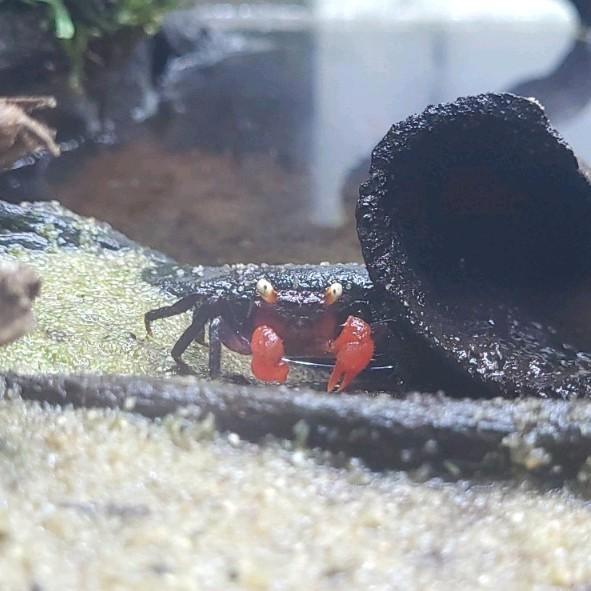 Vampierkrab - Geosesarma sp, Dieren en Toebehoren, Reptielen en Amfibieën, Overige soorten, 0 tot 2 jaar, Tam
