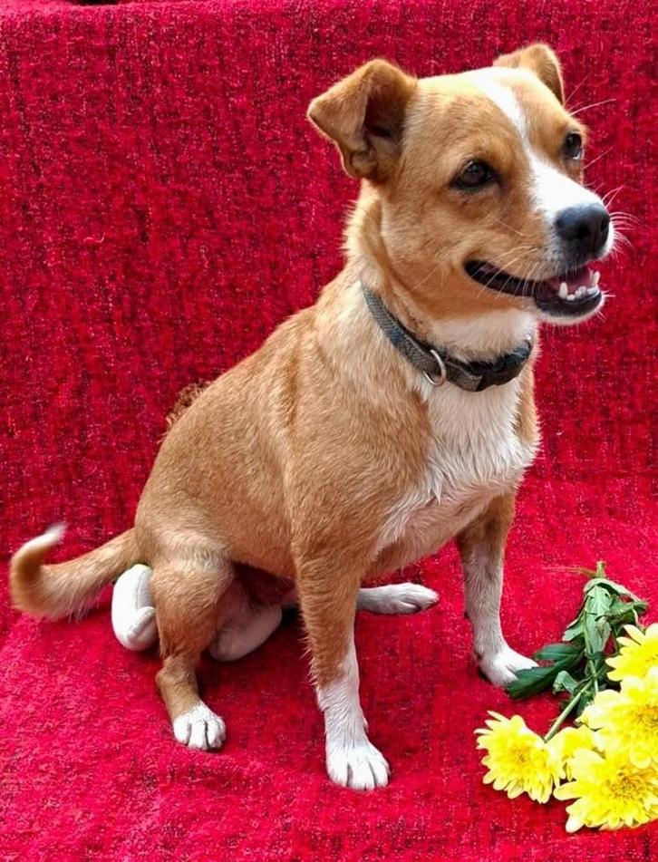 Kleine, actieve,  vrolijke meisje zoekt huis, Dieren en Toebehoren, Honden | Niet-rashonden, Klein, Teef, Particulier, Eén hond