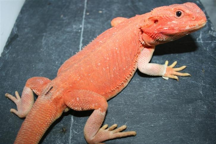 Oranje HypoTrans Leatherback Baardagaam Bearded Dragons