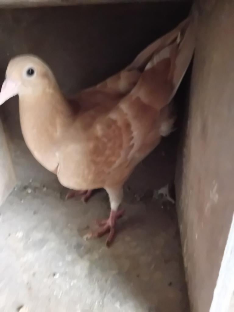 Jonge kleur postduif, Dieren en Toebehoren, Mannelijk, Postduif