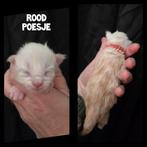 Maine coon kittens met stamboom, Dieren en Toebehoren, Meerdere dieren, Gechipt, 0 tot 2 jaar
